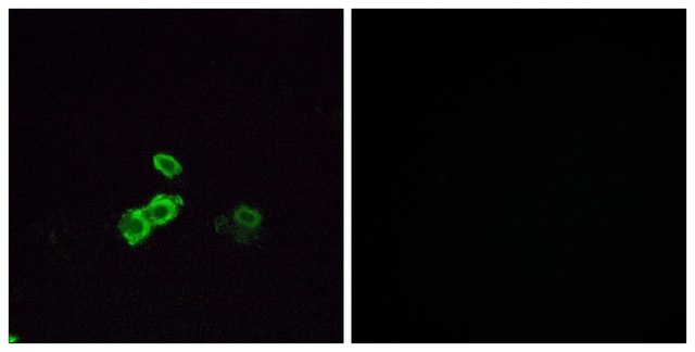 Anti-OR5U1 antibody produced in rabbit