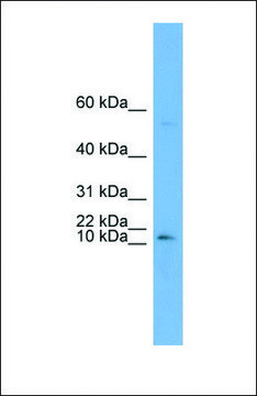 Anti-ATP6V0C antibody produced in rabbit