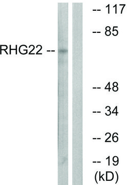 Anti-RHG22 antibody produced in rabbit