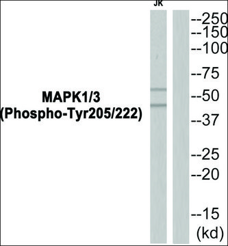 Anti-phospho-MAPK1/3 (pTyr205/222) antibody produced in