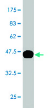 Monoclonal Anti-KLK10, (C-terminal) antibody produced