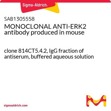 MONOCLONAL ANTI-ERK2 antibody produced in