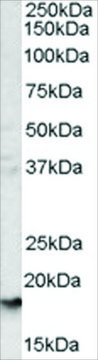 Anti-Glycophorin A antibody produced in