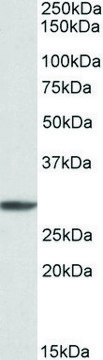 Anti-PSMA4 antibody produced in goat