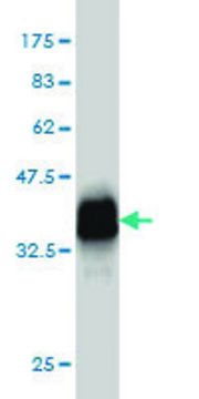 Monoclonal Anti-HBLD2 antibody produced in