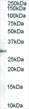 Anti-DDAH2 antibody produced in goat