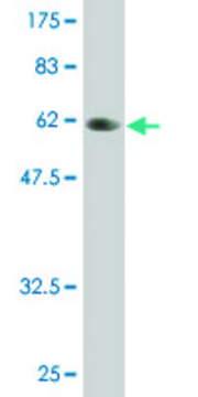 Monoclonal Anti-PLSCR3 antibody produced in