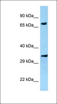 Anti-PJA2 antibody produced in rabbit