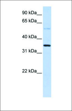 Anti-ANKRD9 antibody produced in rabbit