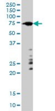 Monoclonal Anti-ARAF antibody produced in