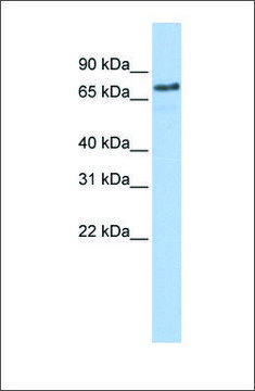 Anti-MARCH7 antibody produced in rabbit