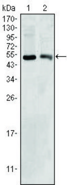 Monoclonal Anti-BDH1 antibody produced in