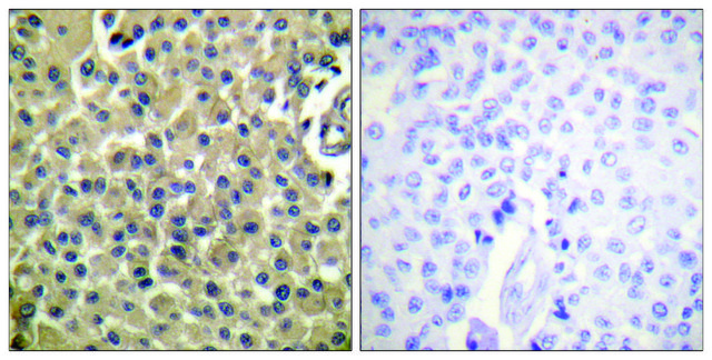 Anti-CD227 antibody produced in rabbit
