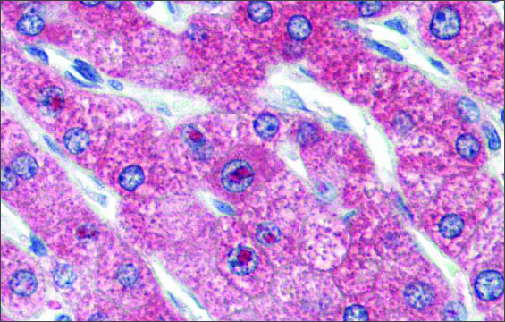 Anti-ZNF777 antibody produced in rabbit