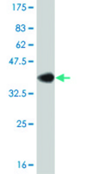 ANTI-PPARBP antibody produced in mouse