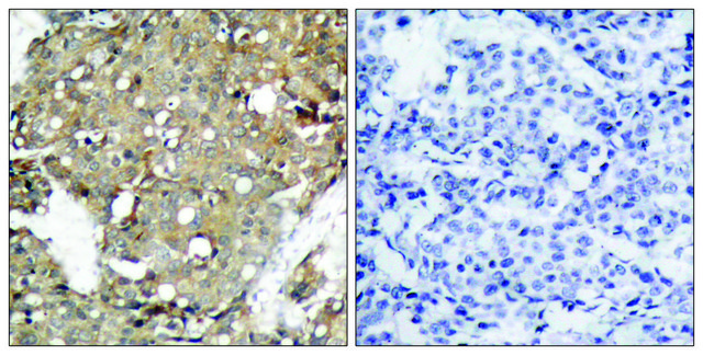 Anti-STAT1 antibody produced in rabbit