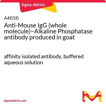 Anti-Mouse IgG (whole molecule)?Alkaline Phosphatase