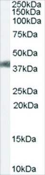 Anti-AGTR1/AT1 antibody produced in goat