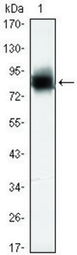 Monoclonal Anti-KLHL21 antibody produced in