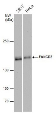 Monoclonal Anti-FANCD2 antibody produced in