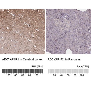 Anti-ADCYAP1R1 antibody produced in rabbit