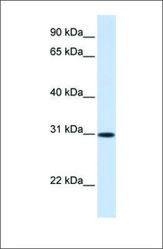 Anti-ATF5 antibody produced in rabbit