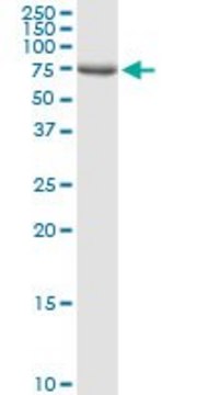 Anti-DLL1 antibody produced in rabbit
