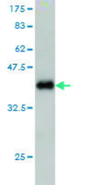 Monoclonal Anti-IL1F9 antibody produced in