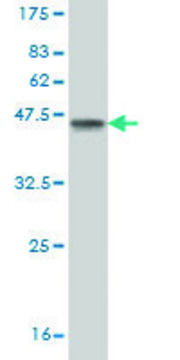 ANTI-RCV1 antibody produced in mouse
