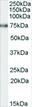 Anti-FEM1C antibody produced in goat