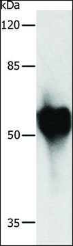 Anti-c-Myc Tag antibody produced in