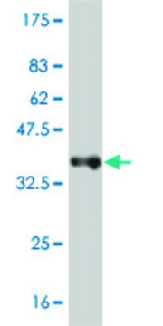 Monoclonal Anti-ADAM11 antibody produced in