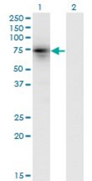 Monoclonal Anti-KLHL4, (N-terminal) antibody produced