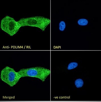 Anti-PDLIM4/RIL antibody produced in goat