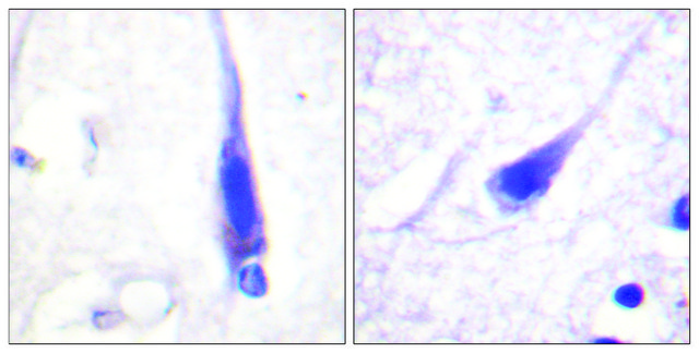 Anti-Calmodulin antibody produced in rabbit