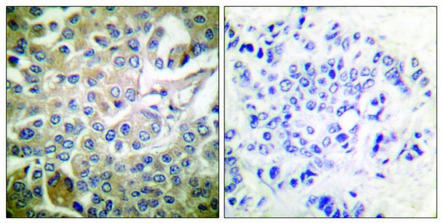 Anti-RAC1 antibody produced in rabbit
