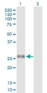 Anti-PPP2R3B antibody produced in rabbit