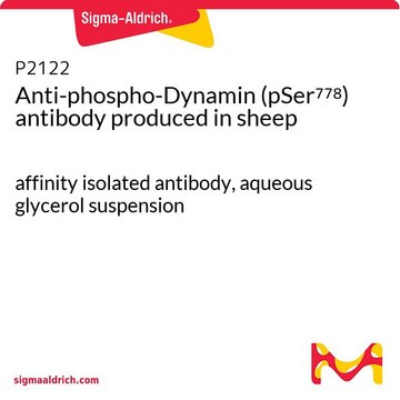 Anti-phospho-Dynamin (pSer???) antibody produced in