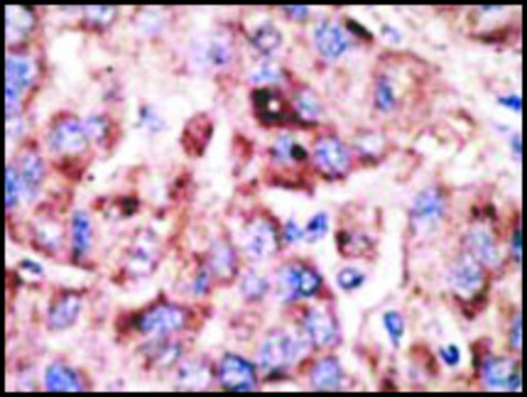 Anti-Mouse Tlr2 (C-term) antibody produced