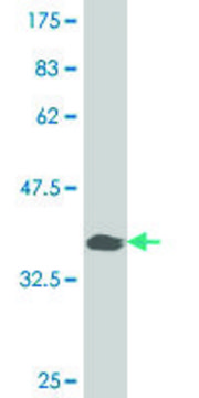 ANTI-PAX7 antibody produced in mouse