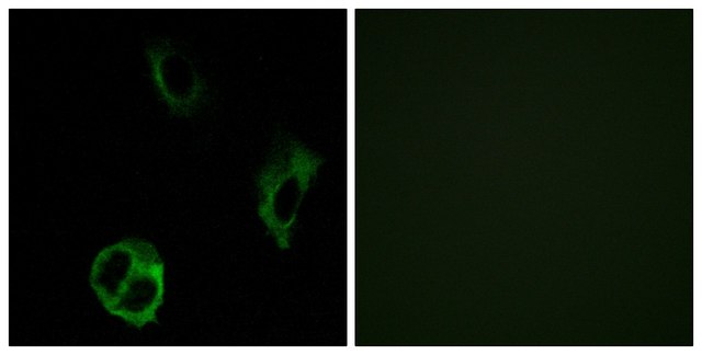 Anti-OR51I1, C-Terminal antibody produced in