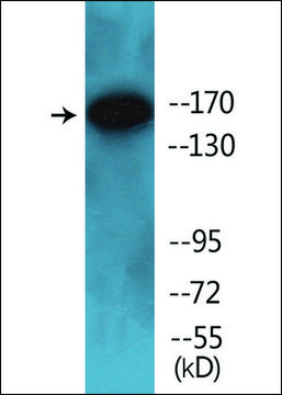 Anti-phospho-PPAR-BP (pThr¹???) antibody produced in