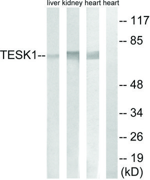 Anti-TESK1 antibody produced in rabbit