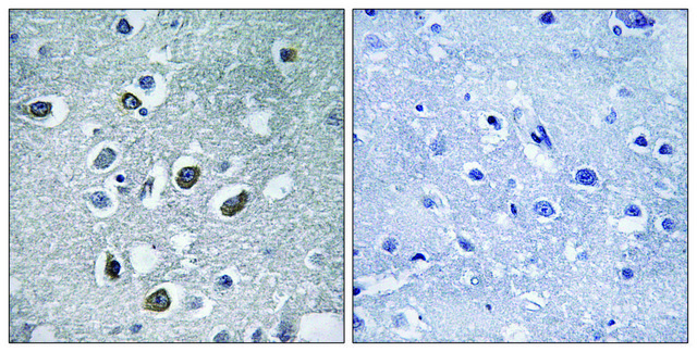 Anti-MARCH4 antibody produced in rabbit