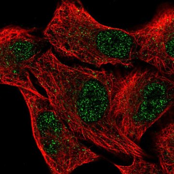 Anti-EGLN2 antibody produced in rabbit