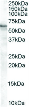 Anti-BAIAP2 (Isoform 2) antibody produced