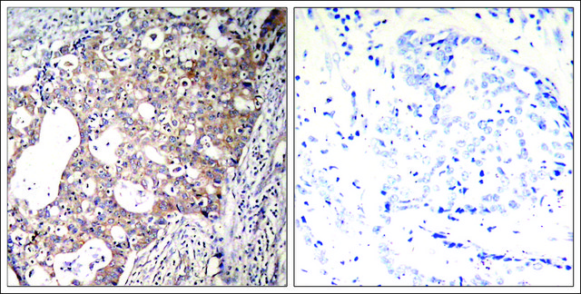 Anti-phospho-SHC1 (pTyr?²?) antibody produced in