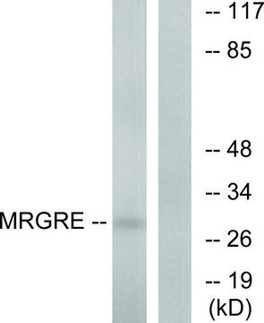 Anti-MRGRE antibody produced in rabbit