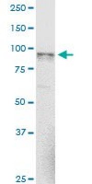 Monoclonal Anti-NAGLU antibody produced in