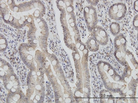 Monoclonal Anti-FIS1 antibody produced in